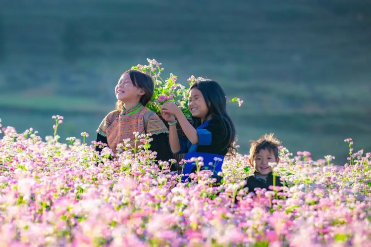 Hà Giang tháng 12 ngắm hoa tam giác mạch nở rộ