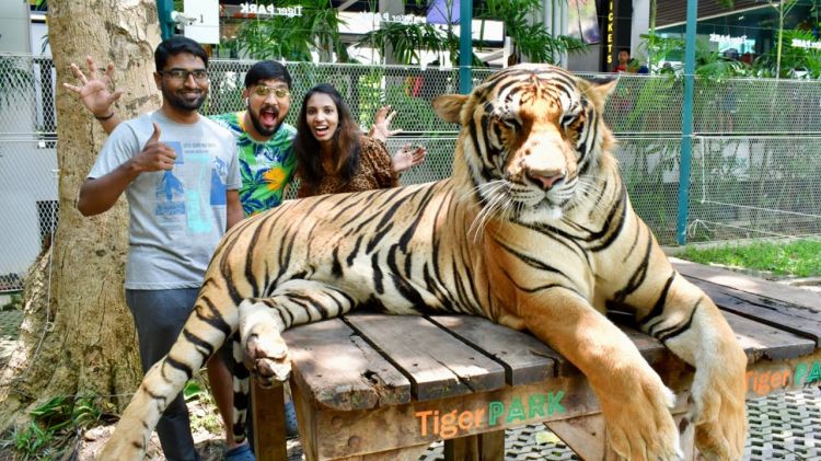 Tiger Park là một khu bảo tồn hổ ở Pattaya