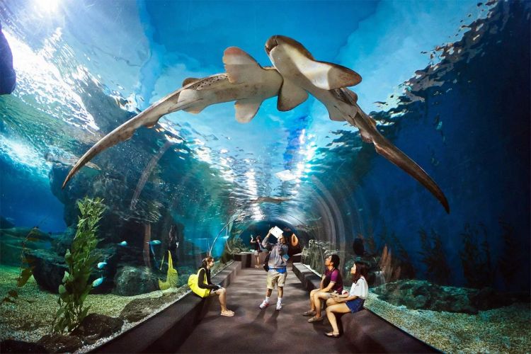 Thủy Cung Underwater World