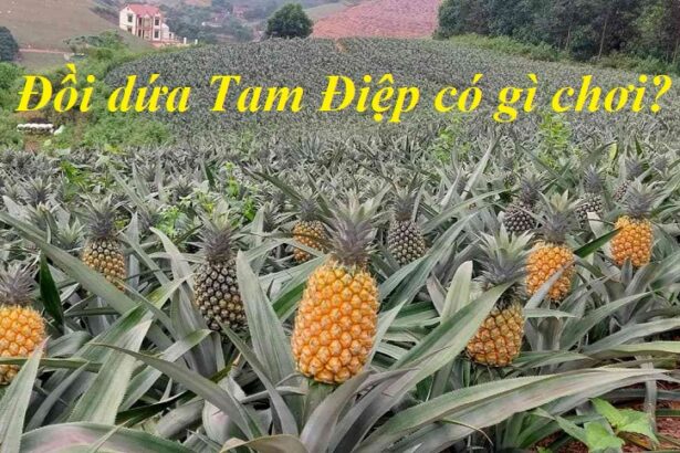 Đồi dứa Tam Điệp Ninh Bình có gì chơi? Đi đồi dứa Tam Điệp.