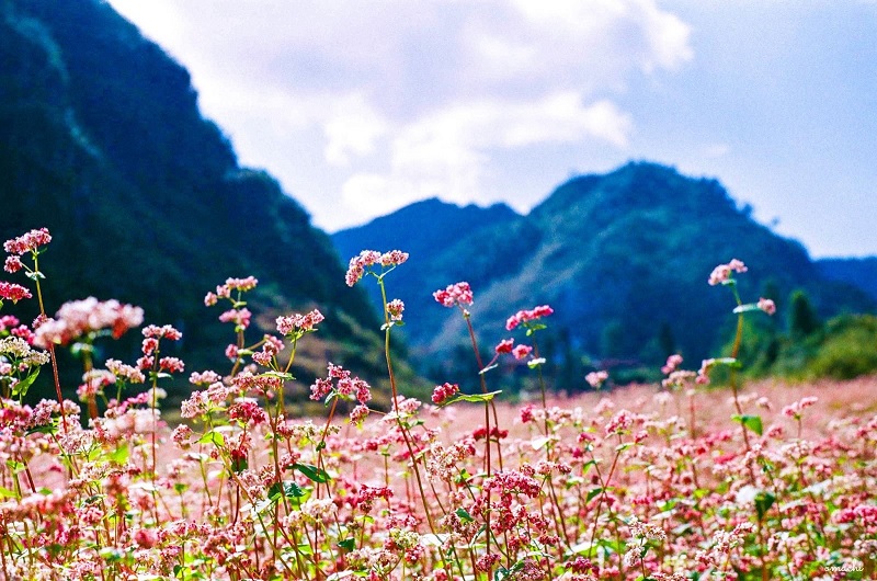 Hà Giang tháng 10 có gì chơi?