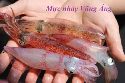 Đặc sản mực nhảy Vũng Áng, ăn món mực nhảy ở Vũng Áng Hà Tĩnh